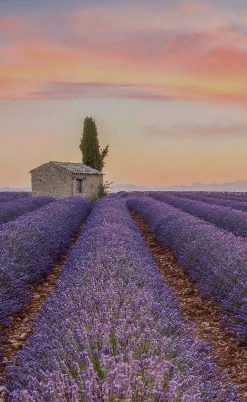 Sunset over a lavender field, Provence