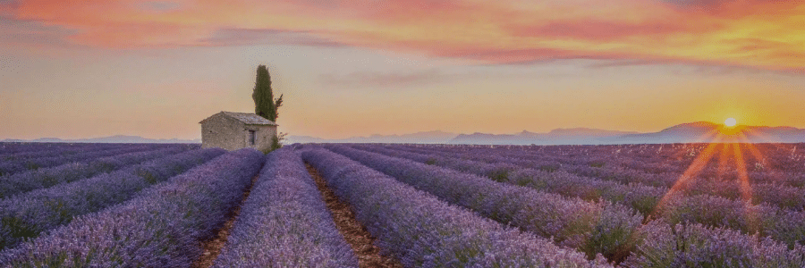 Sunset over a lavender field, Provence