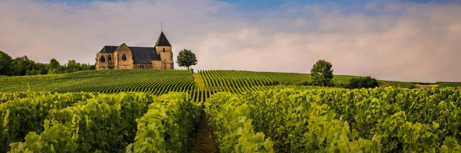 vineyards-champagne